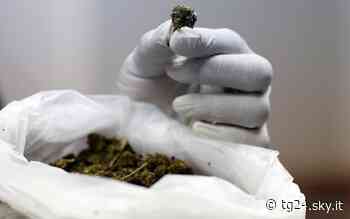 Droga a Catania, in casa aveva 350 grammi di marijuana: arrestato - Sky Tg24