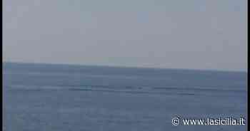 Una balena di 10 metri tra Catania e Aci Castello e la sorpresa di un padre e di suo figlio - La Sicilia