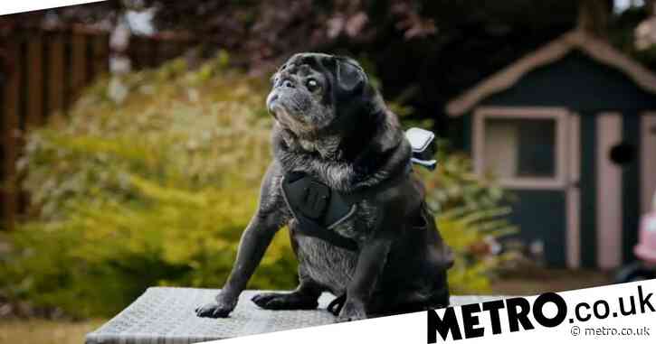 Celebrity Snoop Dogs review: Un-thrilling and deeply boring TV that does feature some very good boys