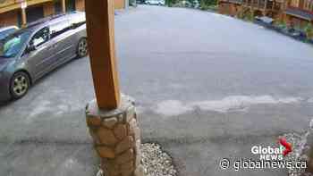 Mother bear breaks into minivan