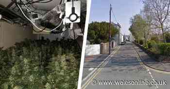 Man found tending cannabis farm had been smuggled into UK in a lorry