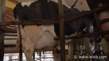 Schumer says Canada is hurting American dairy industry with trade practices