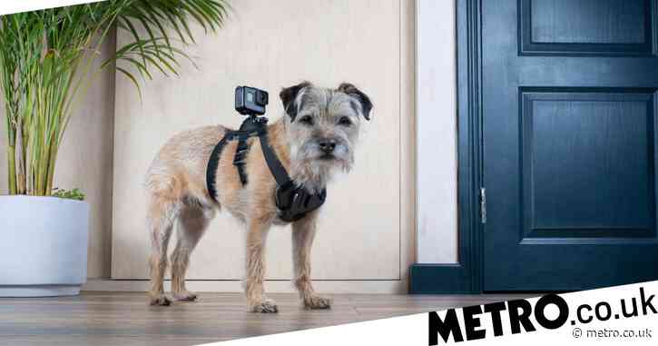 Celebrity Snoop Dogs viewers unimpressed as they compare it to canine version of Through The Keyhole