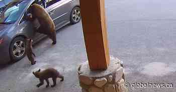 Doorcam video: Mother bear, spotting opportunity, breaks into minivan