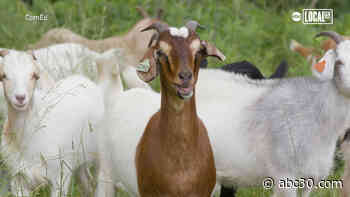 'Goatternship' hires 200 goats to help keep power on