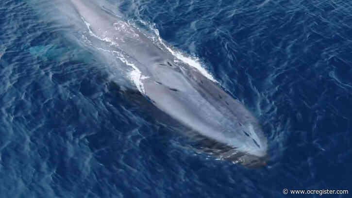 Blue whale’s late season showing creates buzz for whale watching charters