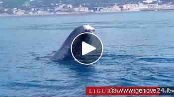 La balena ‘Codamozza’ avvistata a Voltri: denutrita ed esausta, si teme per la sua vita - Genova24.it