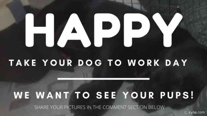 Bow WOW! It’s take your dog to work day
