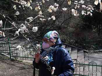 What's anosmia? Loss of smell a hot topic in states hit hard by coronavirus     - CNET