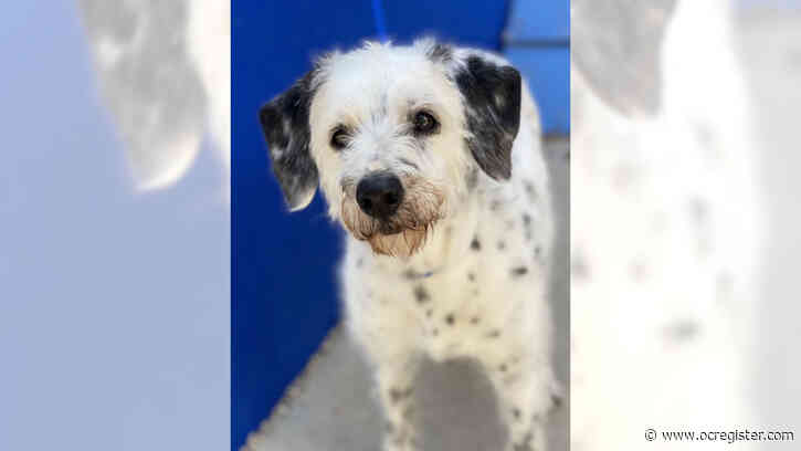 Age doesn’t slow terrier-Dalmatian mix Sophie
