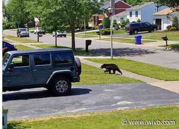Bear spotted in West Seneca, police warn not to approach or feed it