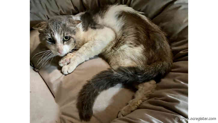 Thunder is a sweet, loving cat who deserves his own bed