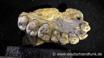 Archäologie - Fossilien werfen neues Licht auf Geschichte des Menschen - Deutschlandfunk