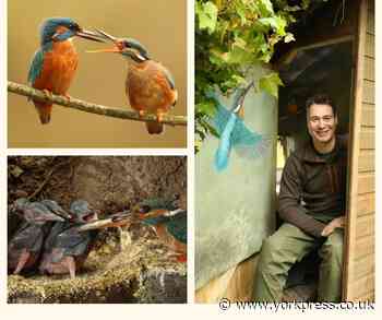 Robert Fuller builds DIY lair to watch kingfishers mating