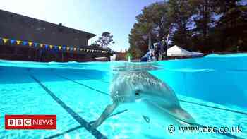 Robo-dolphin creates a splash and other tech news