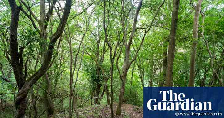 Country diary: an old quarry is now a mine of natural treasure