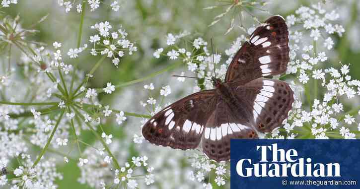 Spring sunshine brings butterfly abundance to fill 'that hole in our soul'