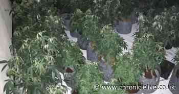 See inside the £82K cannabis farm found in Sunderland after neighbours tip-off