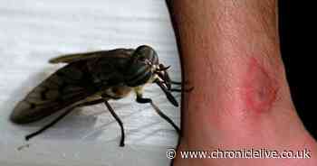 Warning as disease carrying swarms of horse flies invade gardens and parks