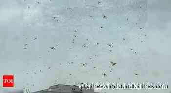 Swarms of locust cloud over Gururgram; parts of Delhi on high alert