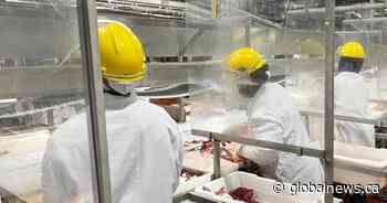 Canadian meat-packing industry looks to make big changes following COVID-19