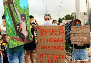 Playa del Carmen: Protestan contra construcción de escuela que afecta hábitat del mono araña - sipse.com