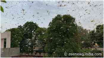Krishi Vigyan Kendra issues precautionary measures as swarms of locusts arrive in Delhi, neighboring places