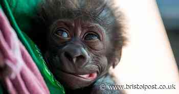 Rescue package will only cover Bristol Zoo costs for one month