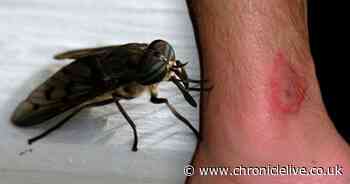 It's horsefly season and they feed off humans - how to treat their nasty bites