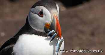 See what Farne Islands visitors can expect when the nature reserve re-opens