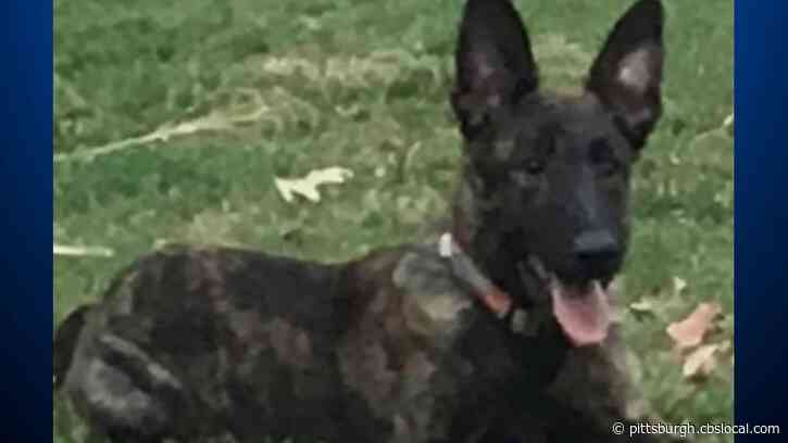Former Police Chief Accused Of Killing Current Police Chief’s Family Dog