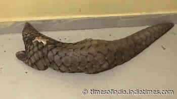 Pangolin rescued from smuggler in Chhattisgarh’s Gariaband