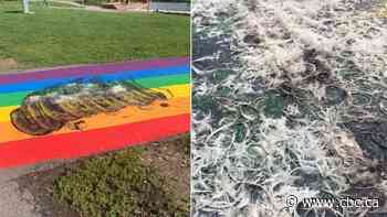 Rainbow crosswalk in Airdrie, Alta., tarred and feathered just one week after being vandalized with slurs