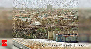 ‘Swarmageddon’ looks like this: Locusts fly into NCR