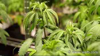 THC-derived medical marijuana products to be unveiled by Southern University, marking historic launch among HB - WAFB