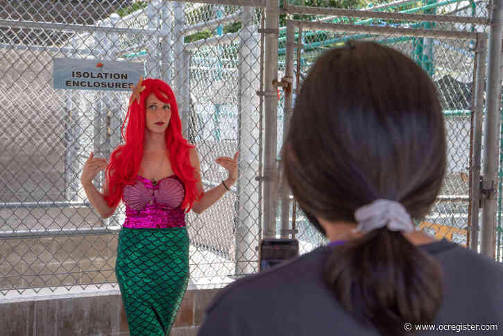 Marine Mammal Care Center of Los Angeles celebrates reaching financial goal with virtual Seal Day