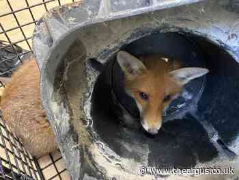 Sussex rescuers help fox with its head trapped in cone