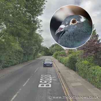 "Mindless violence" as pigeons seemingly SHOT in Bolton