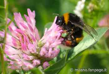 Assalito da uno sciame di calabroni mentre taglia l’erba: shock anafilattico per un operaio - Milano Fanpage.it