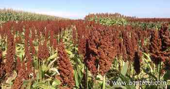Avanza a buen ritmo la cosecha de sorgo en Buenos Aires - AgriTotal