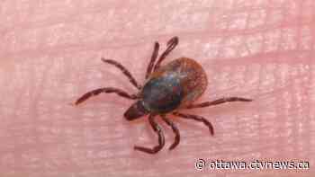 Ottawa Public Health urges you to protect against ticks while outdoors - CTV News Ottawa