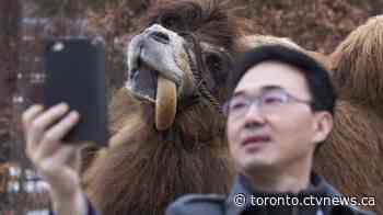 Toronto Zoo opens this weekend for members only - CTV News