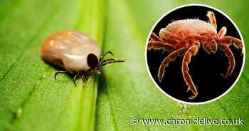 Everything you need to know about ticks and Lyme disease