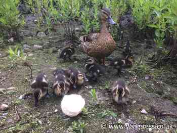 LETTER: Counting the wildlife at Askham Bryan
