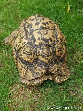 Good news as Henry the tortoise is returned home safely