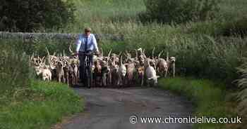 See the dogs of the Tynedale Hunt out in Northumberland countryside