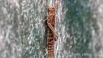 India locusts: Swarm sweeps into Delhi suburb Gurgaon
