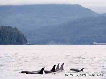 Quiet Salish Sea gives scientists chance to study endangered killer whales