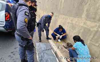 Policiais Militares resgatam cadela arremessada na trincheira do Santa Rosa - O Documento