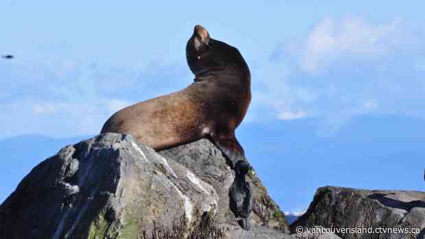 Decapitated sea lions keep washing up on Vancouver Island; expert sees a pattern